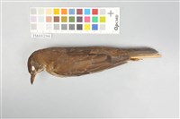 藏品(白腹鶇)的圖片